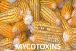 SG_resize_OurService_Mycotoxins
